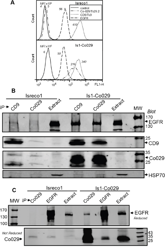 Co-029 increases the association of EGFR with the tetraspanin web.