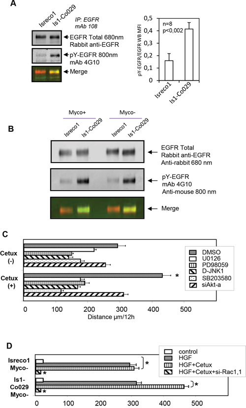 EGFR phosphorylation and signalling pathways.