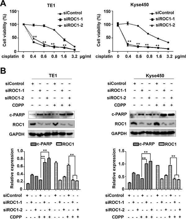 ROC1 silencing enhanced the cytotoxity of cisplatin (CDDP).