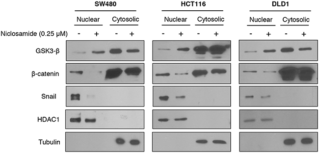 Niclosamide increased nuclear GSK3 activity resulting in decreased nuclear &#x03B2;-catenin and Snail abundance.