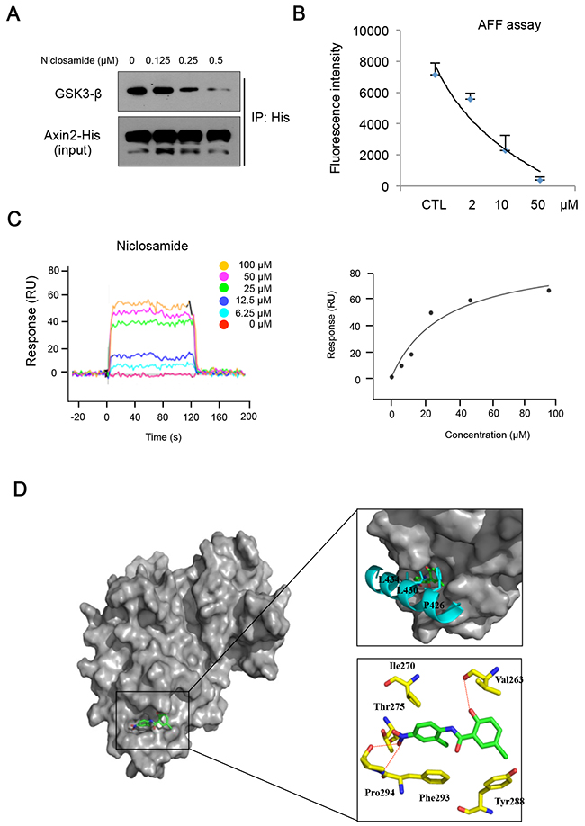 Niclosamide directly interacts with GSK3, inhibiting Axin binding.