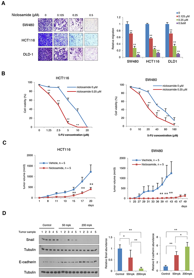 Niclosamide suppresses tumorigenic potential and EMT in vivo.