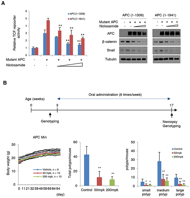 Niclosamide attenuates Wnt activity induced by mutant APC.