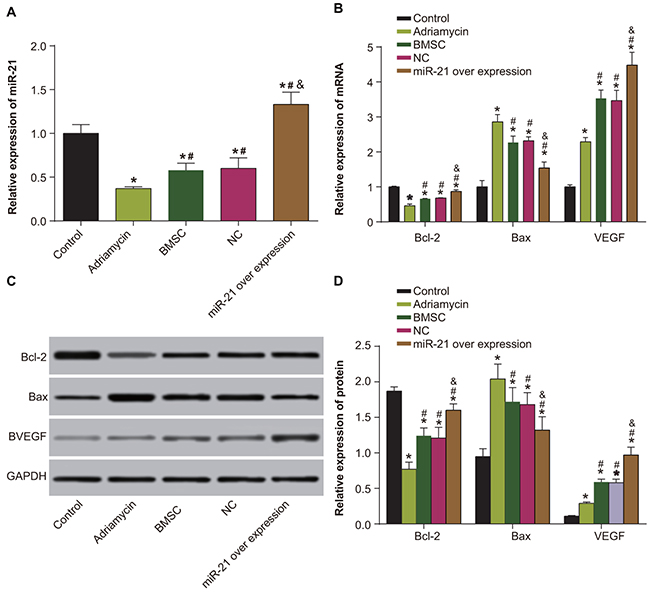 Expression of miR-21, VEGF, Bcl-2 and Bax among five groups of rats (negative control, adriamycin treatment only, BMSC, pLVX-BMSC and pLVX-miR-21-BMSC).