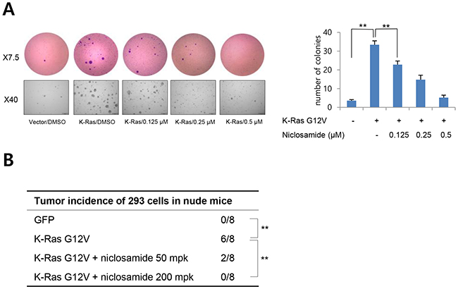 Niclosamide inhibits Ras-induced cell transformation.
