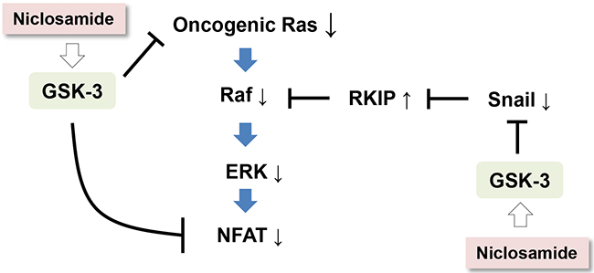 A schematic diagram depicting a potential mechanism by which niclosamide suppresses Ras activity in cancer cells.