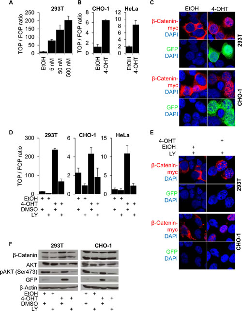 &#x3b2;-Catenin nuclear accumulation and transcriptional transactivation by PI3K are required for &#x3b2;-Catenin mediated transcription.