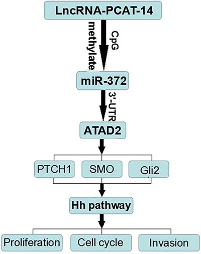 The molecular mechanism of PCAT-14 action in HCC carcinogenesis.