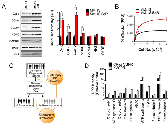 Mitochondrial biomarkers are enriched in PI resistant cell lines and primary plasma cells from MM patients that responded poorly to a Btz-based treatment regimen.