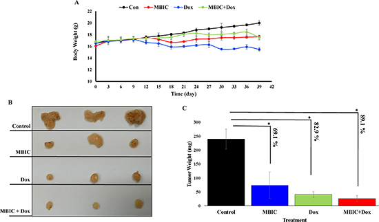 MBIC reduced the tumor growth in xenograft mice.