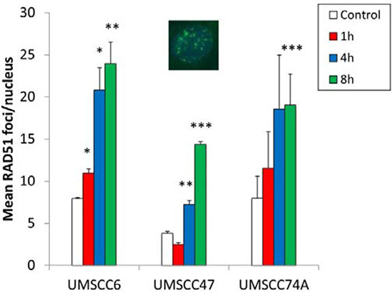 Analysis of IR-induced RAD51 foci formation in HPV-negative and HPV-positive OPSCC cells.