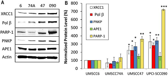 Analysis of BER and SSB repair protein levels in HPV-negative and HPV-positive OPSCC cells.