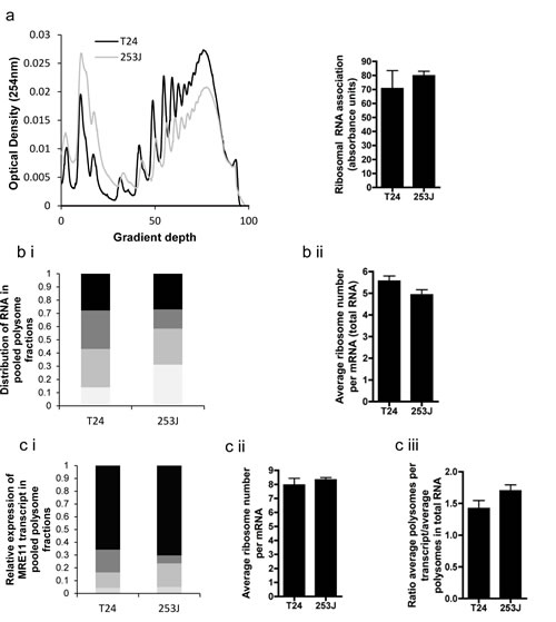 Polysome assay performed on T24 and 253J cells.