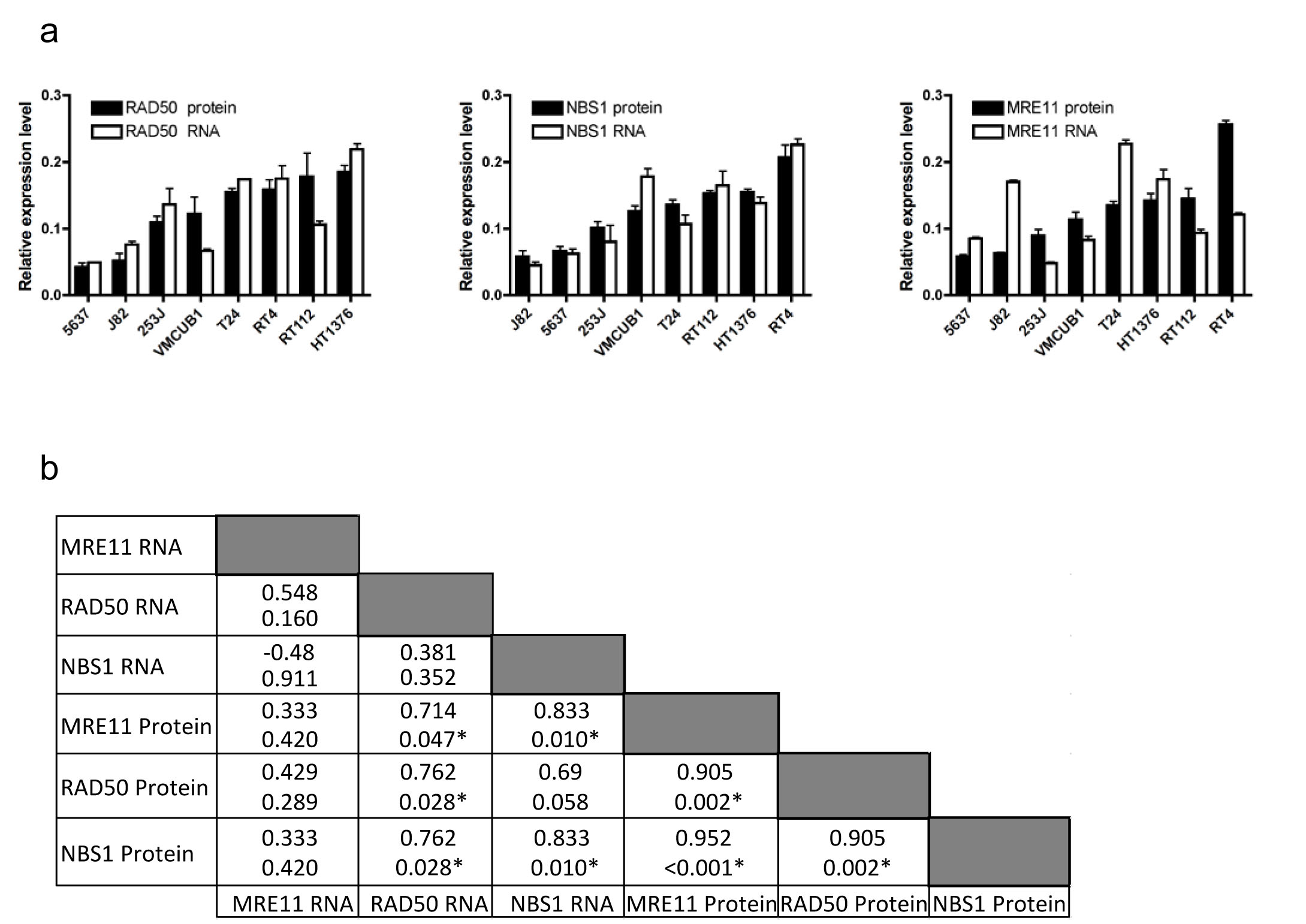 Expression of MRE11, RAD50 and NBS1 RNA and protein in eight bladder cancer cell lines.