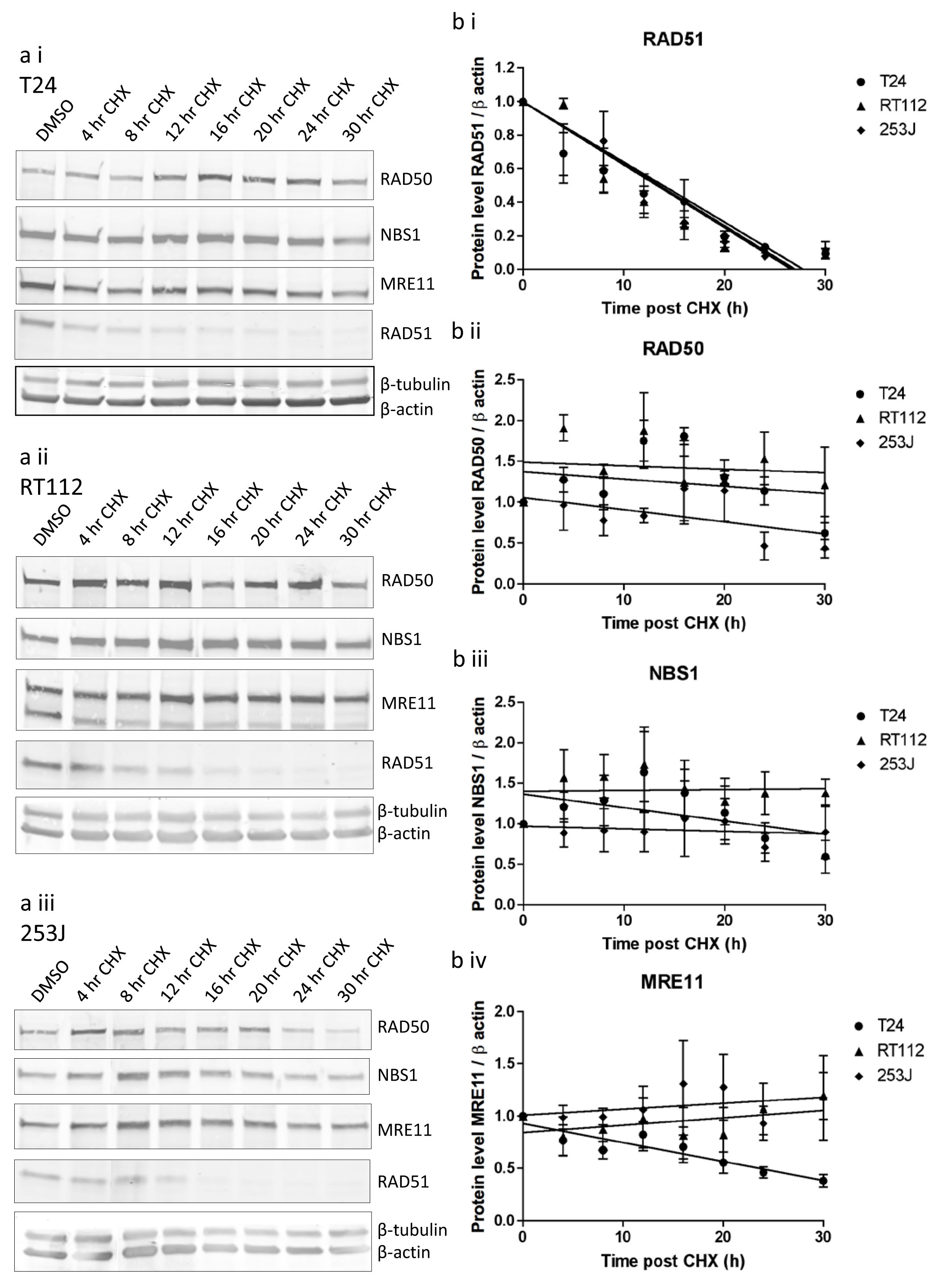 MRE11, RAD50 and NBS1 protein stability in T24, RT112 and 253J cells measured using cycloheximide assay.