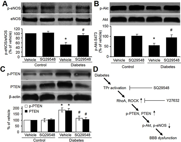 TPr activation mediates hyperglycemia-reduced Akt-eNOS signaling in rat brains.