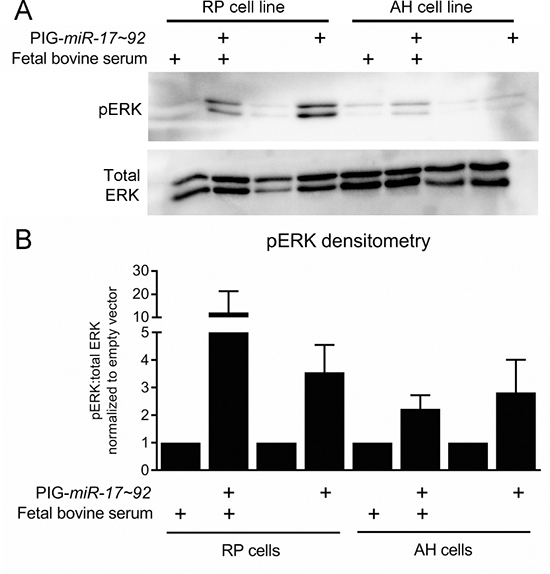 ERK signaling is increased by mir-17~92 overexpression in PanIN cell lines.
