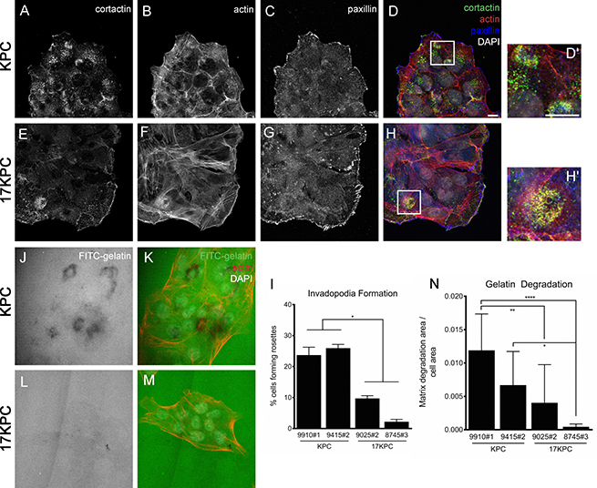 mir-17~92 null PDAC cell lines form fewer invadopodia rosettes.