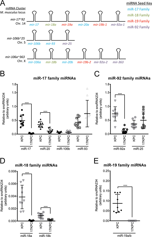 miR-19 family expression is absent in 17KPC cell lines.