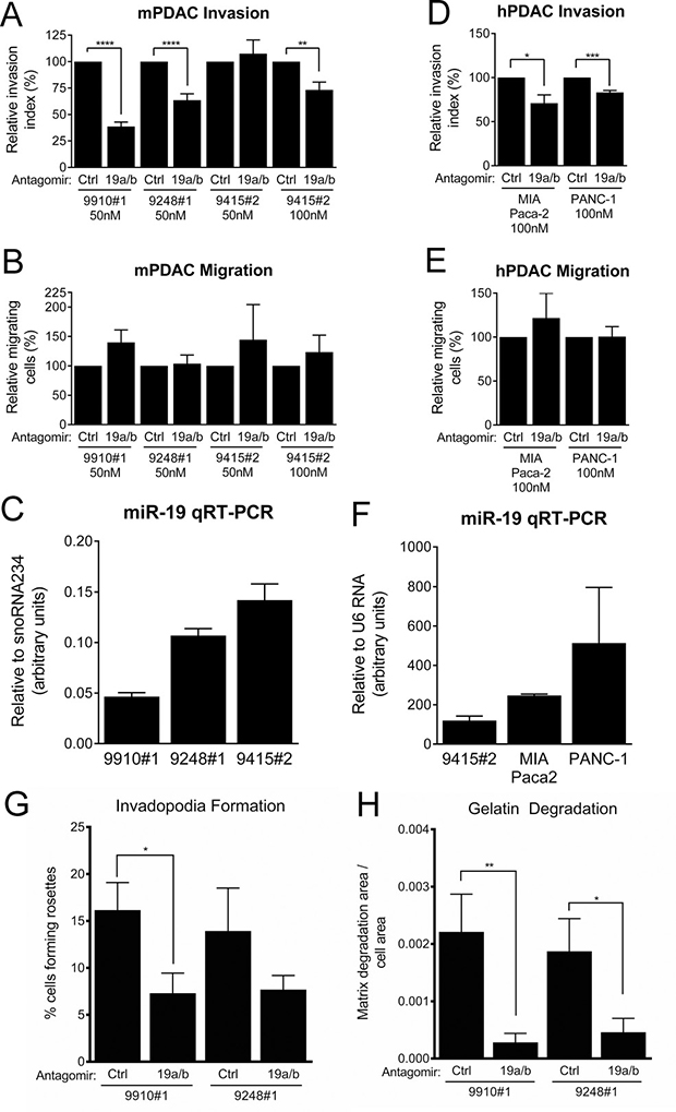 PDAC cell line invasion and invadopodia formation is suppressed by miR-19 antagomirs.