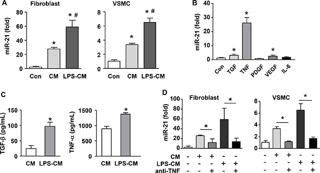 Macrophage stimulates miR-21 expression in cultured vascular mural cells via a paracrine mechanism.