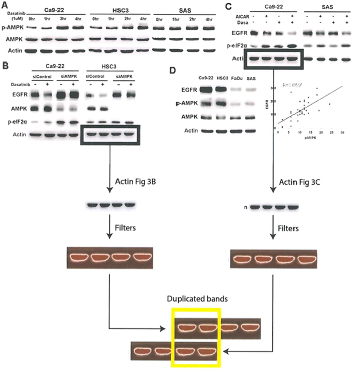 AMPK activation mediated dasatinib-induced ER stress and EGFR degradation.