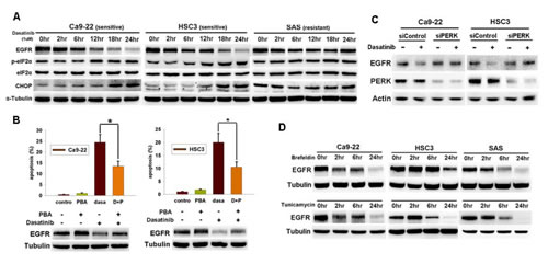 Dasatinib induced ER stress and EGFR degradation in HNSCC cells.