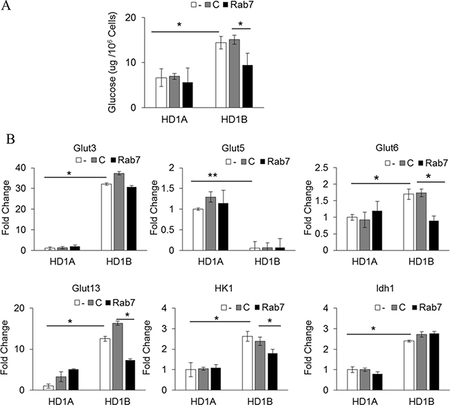 Rab7 GTPase controls glucose metabolism in myeloid cells.