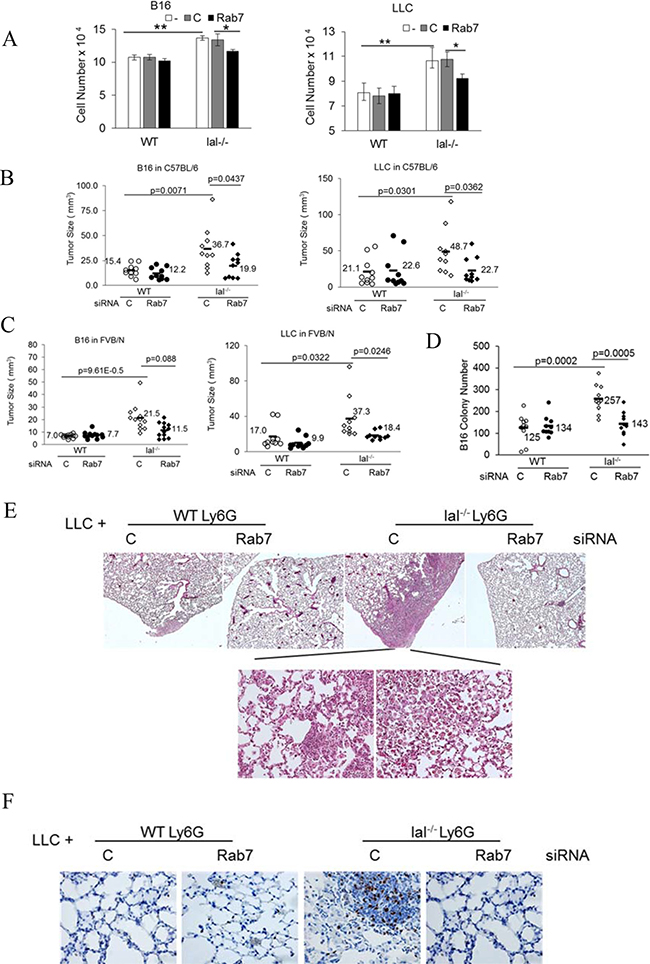 Rab7 GTPase controls tumor stimulation of lal&#x2013;/&#x2013; MDSCs.