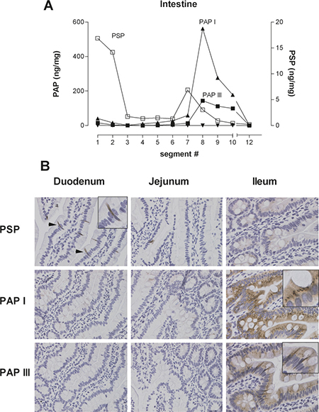 Representative example of tissue distribution of PSP and PAPI, II, III in the rat intestine.