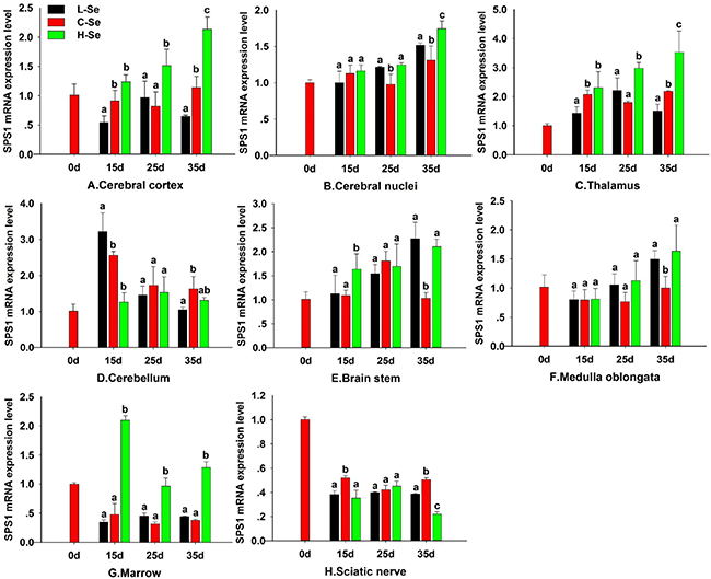 Effect of dietary Se status on SPS1 expression in chicken CNS.
