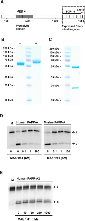Development of an inhibitory antibody targeting the substrate-binding exosite of PAPP-A.