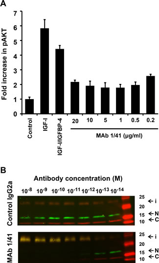 Inhibition of IGF-IR signaling and IGFBP-4 proteolysis by native PAPP-A in vitro.