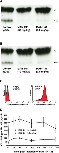 Inhibition of PAPP-A-mediated IGFBP-4 proteolysis in vivo.