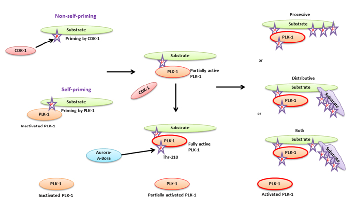 A substrate priming model for PLK-1-targeted substrates during cell cycle - The substrate priming mechanism of PLK-1-targeted substrates mediated either by CDK-1 (non-self-priming) or PLK-1 (self-priming).