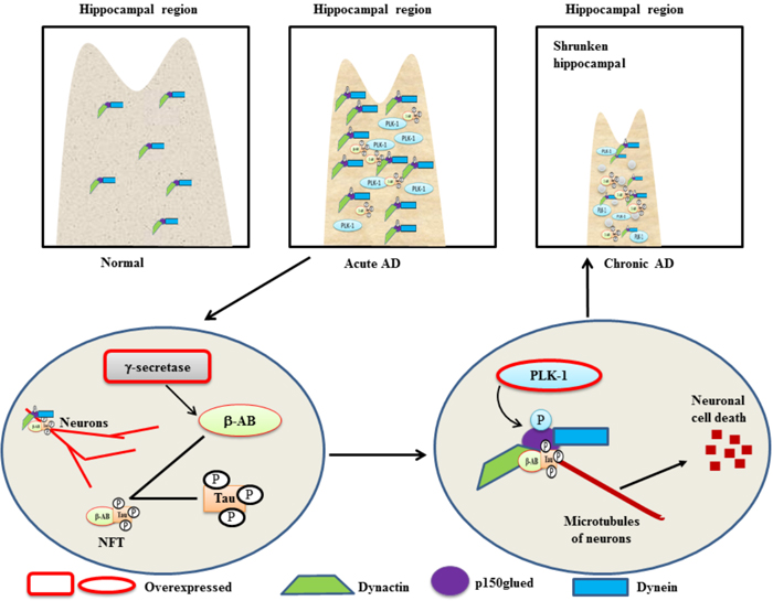 A schematic role of PLK-1-mediated phosphorylation of p150glued in neuronal cell death in a &#x3b2;-amyloid-dependent manner in AD - Overexpressed &#x3b3;-secretase cleaves mutated &#x3b2;-amyloid to generate a binary complex (NFT) with a hyper-phosphorylated Tau protein.