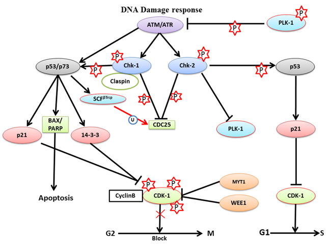 The role of PLK-1 in the DNA damage response- During the DNA damage response, ATM or ATR kinases delay cell cycle progression to provide adequate time to repair the damage in a Chk-1- or Chk-2-dependent manner, respectively.