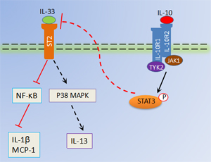 Schematic representation of antiinflammatory role of IL-10 in RA.