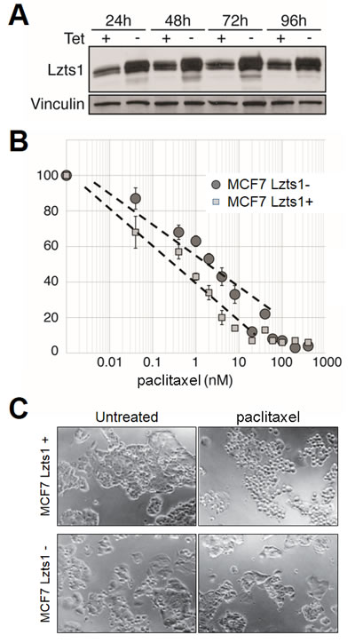 Lzts1 expression sensitizes MCF7 cells to paclitaxel.