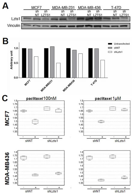 Lzts1 downregulation decreases sensitivity to paclitaxel in breast cancer cell lines.