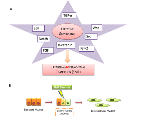 Epithelial mesenchymal transition scheme.