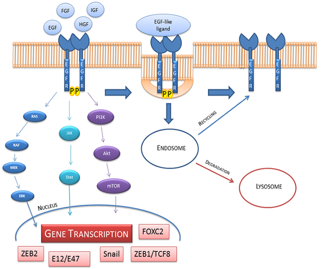 EGFR activation, internalization, recycling and degradation.