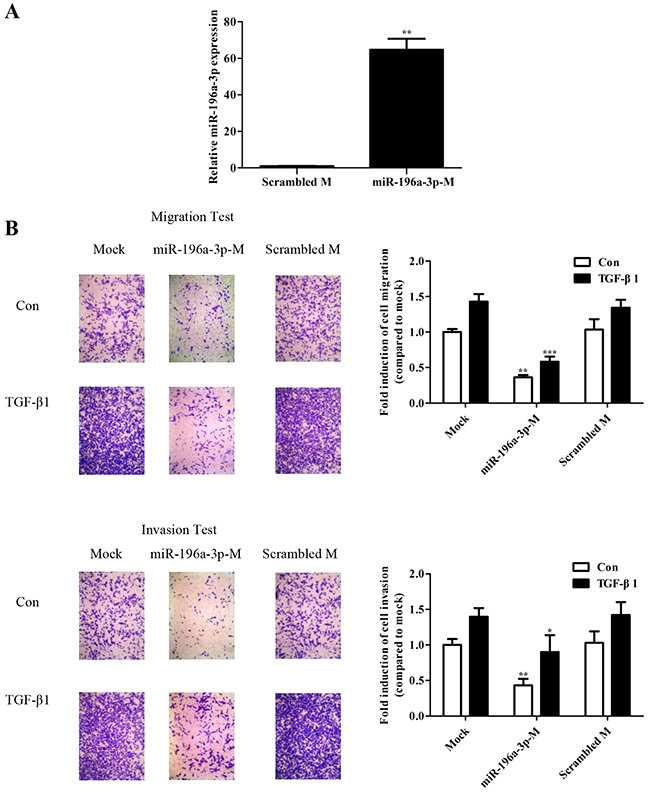 miR-196a-3p suppresses TGF-&#x03B2;1-mediated migration and invasion in breast cancer.