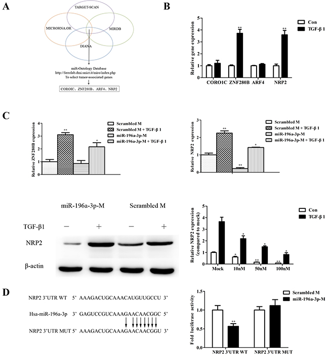 NRP2 is the target gene of miR-196a-3p and is regulated by TGF-&#x03B2;1.