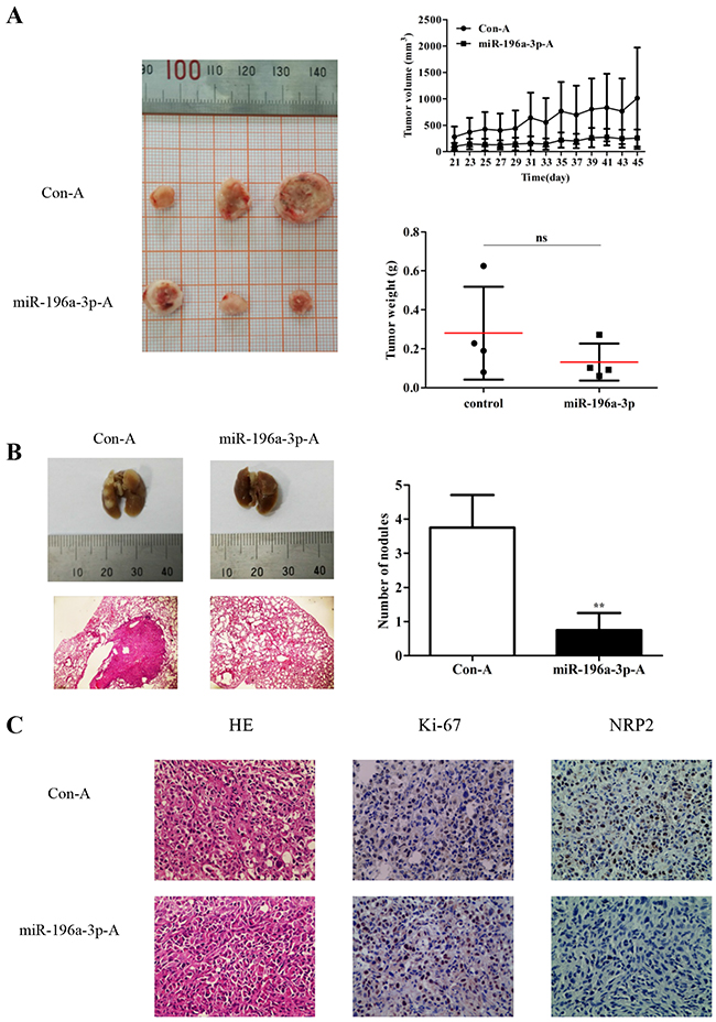 miR-196a-3p inhibits the proliferation and metastasis of MDA-MB-231 cells in vivo.