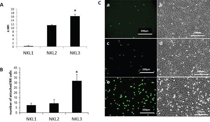 Adhesion of NK cell lines on endothelial cells from peripheral lymph nodes (HPLNEC.B3 cells).