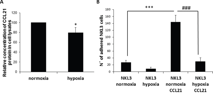 Influence of CCL21 presentation by peripheral lymph node endothelial cells and hypoxia on NK cells recognition and adhesion.