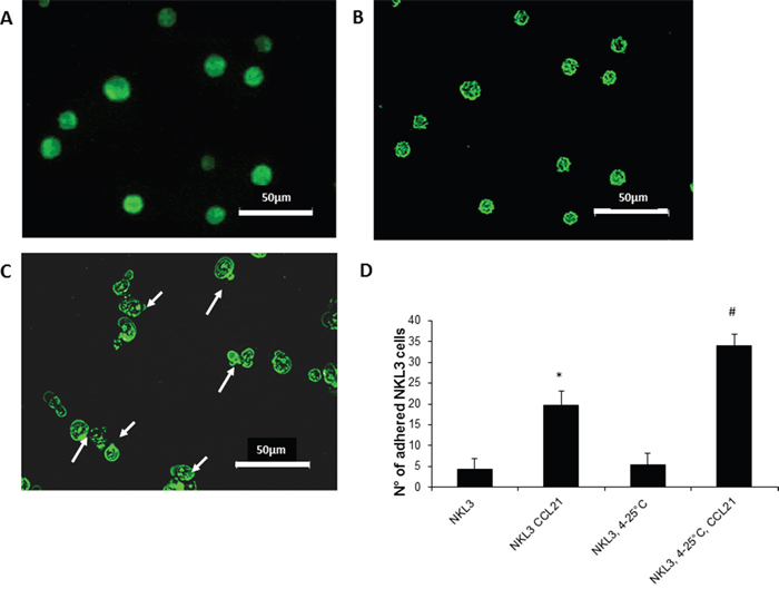 CCR7 detection, dynamics and activity on NKL3 cells.