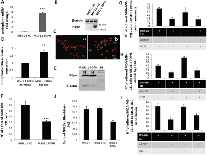 Impact of podoplanin/CCL21 interaction on MDA-MB-231 cells adhesion to MSU1.1 and MSU1.1 PDPN cells surface in normoxia and hypoxia.