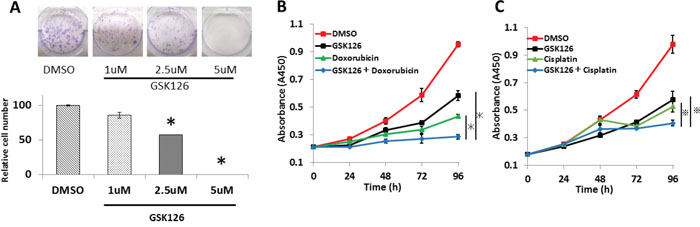 GSK126 suppresses colony formation and shows additive effects with doxorubicin and cisplatin on endometrial cancer cells.